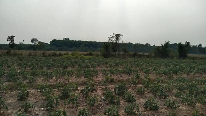 ขาย ที่ดินทำเลดี  อ.เมืองบึงกาฬ  จ. บึงกาฬ