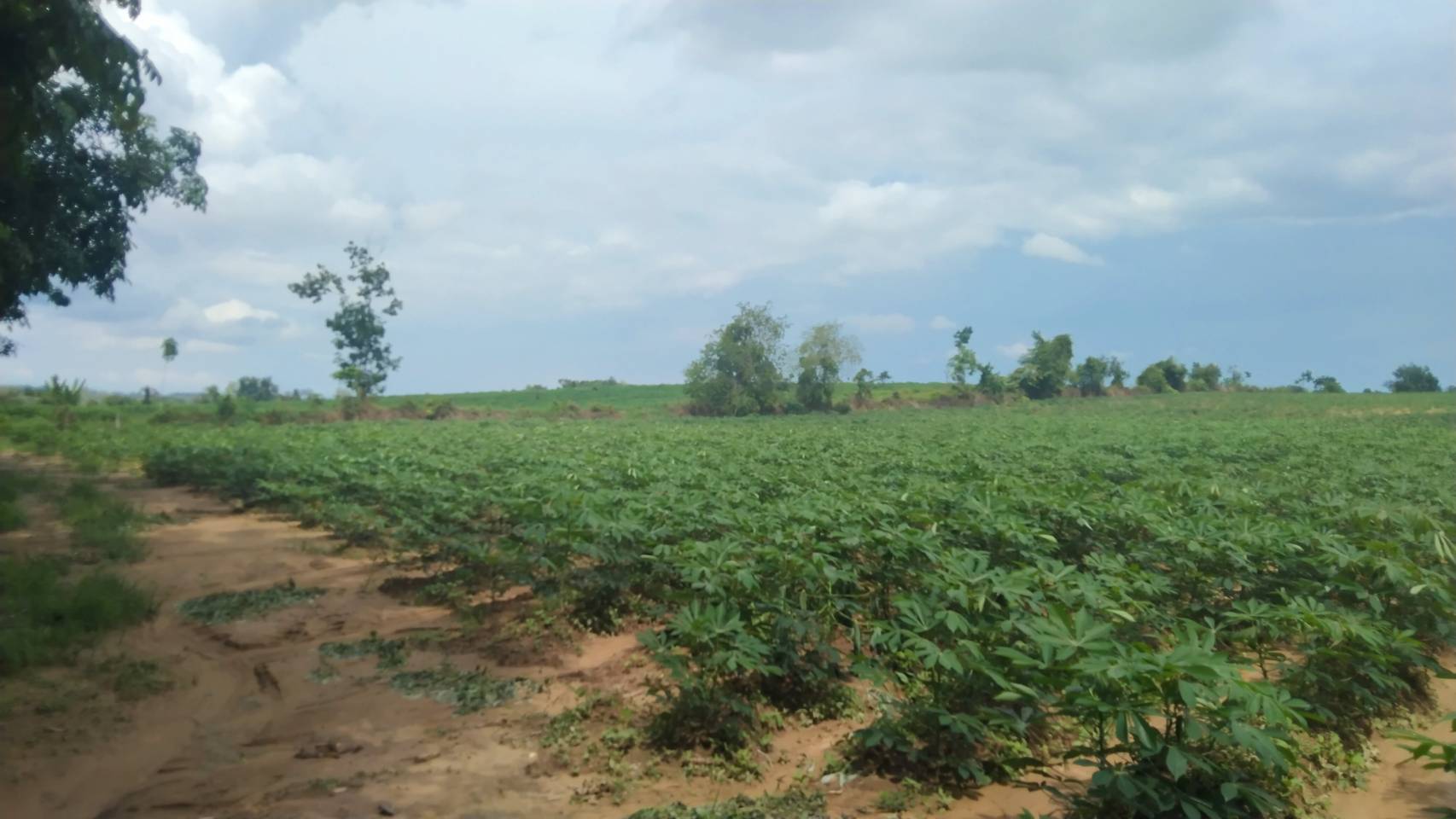 ขาย ที่ดินทำเลดี  อ.เมืองบึงกาฬ  จ. บึงกาฬ