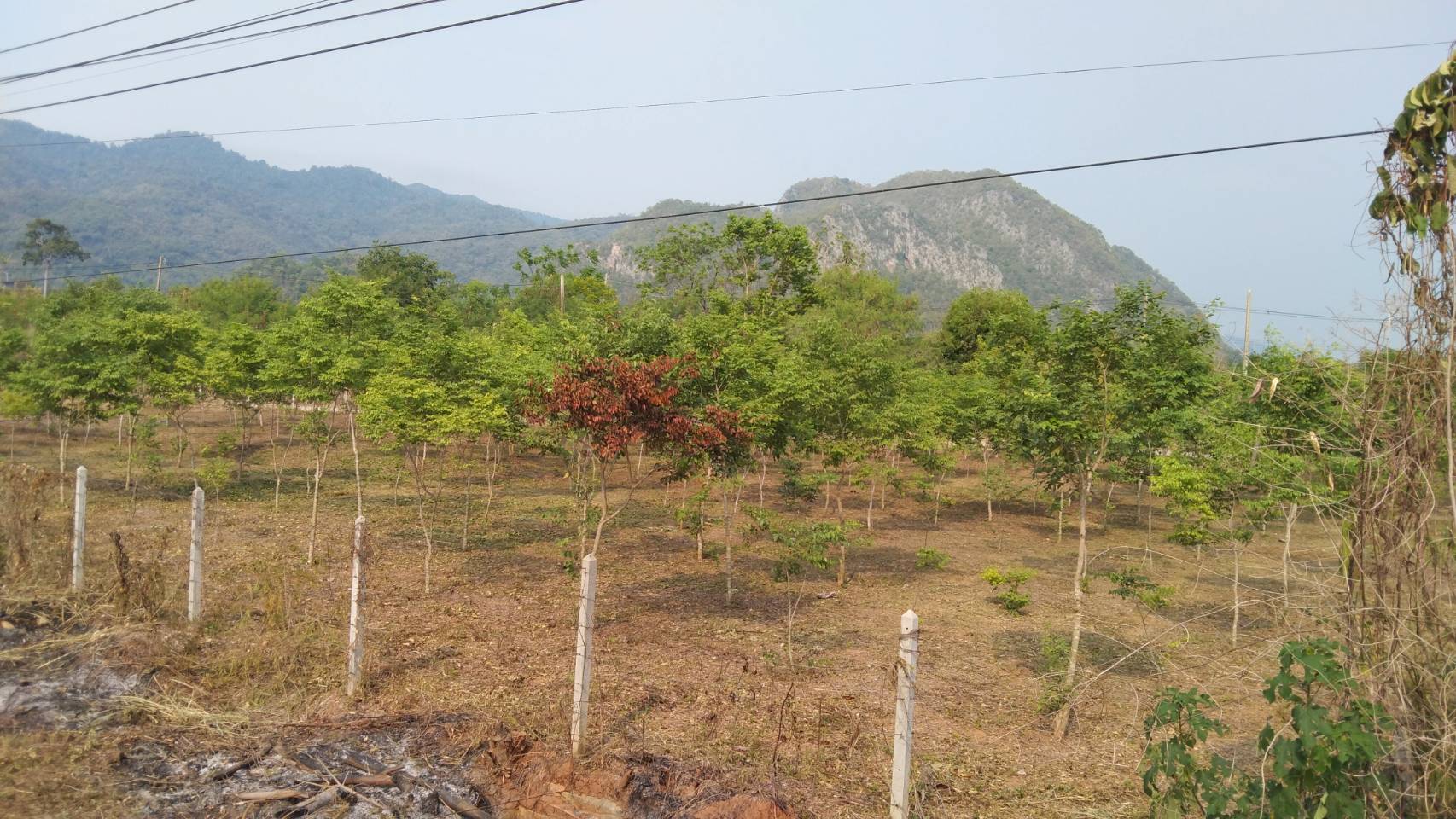 ขายที่ดิน ทำเลทอง อำเภอ ปากช่อง จังหวัด นครราชสีมา