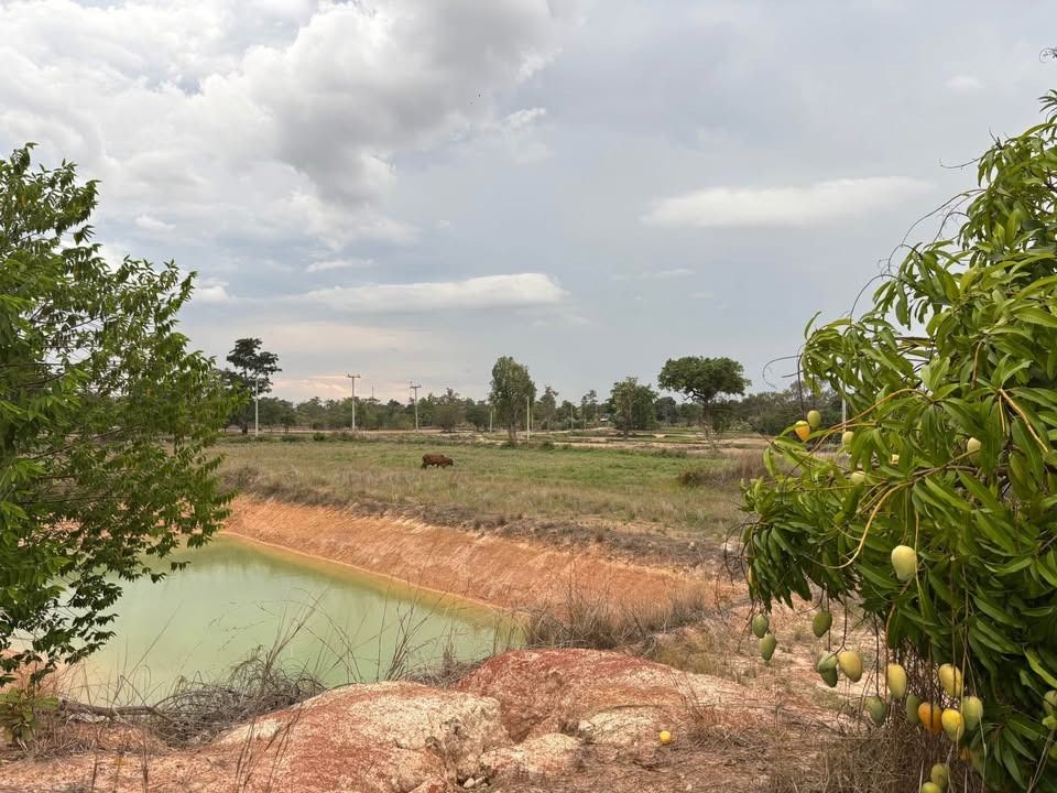 ขายที่ดินติดถนน 2 ด้าน ทำเลทอง 15 ไร่ ราคาถูก อำเภอม่วงสามสิบ จังหวัดอุบลราชธานี