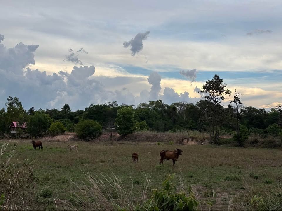 ขายที่ดินติดถนน 2 ด้าน ทำเลทอง 15 ไร่ ราคาถูก อำเภอม่วงสามสิบ จังหวัดอุบลราชธานี