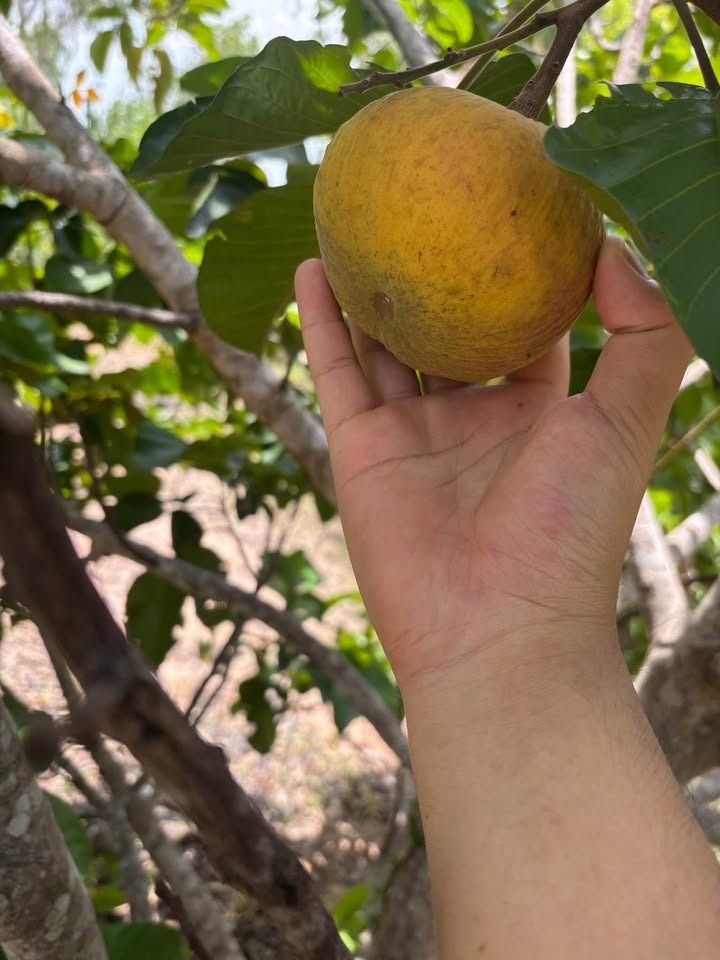 ขายที่ดินติดถนน 2 ด้าน ทำเลทอง 15 ไร่ ราคาถูก อำเภอม่วงสามสิบ จังหวัดอุบลราชธานี