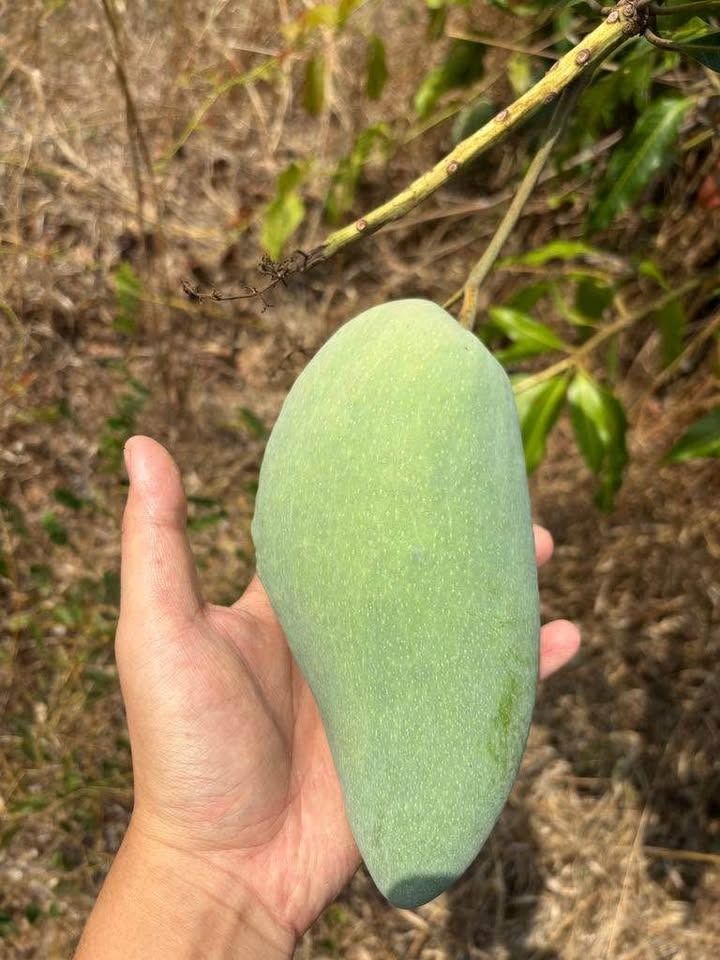 ขายที่ดินติดถนน 2 ด้าน ทำเลทอง 15 ไร่ ราคาถูก อำเภอม่วงสามสิบ จังหวัดอุบลราชธานี