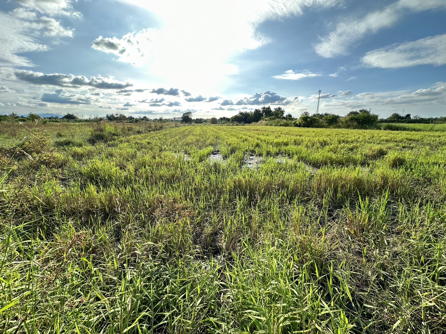 ขายที่ดินเปล่า ผังสีม่วงเข้ม พื้นที่อุตสาหกรรม อำเภอพนัสนิคม จังหวัดชลบุรี