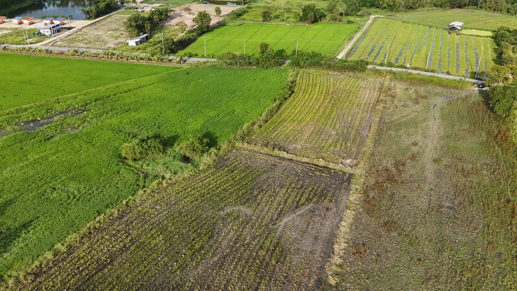 ขายที่ดินเปล่า ผังสีม่วงเข้ม พื้นที่อุตสาหกรรม อำเภอพนัสนิคม จังหวัดชลบุรี