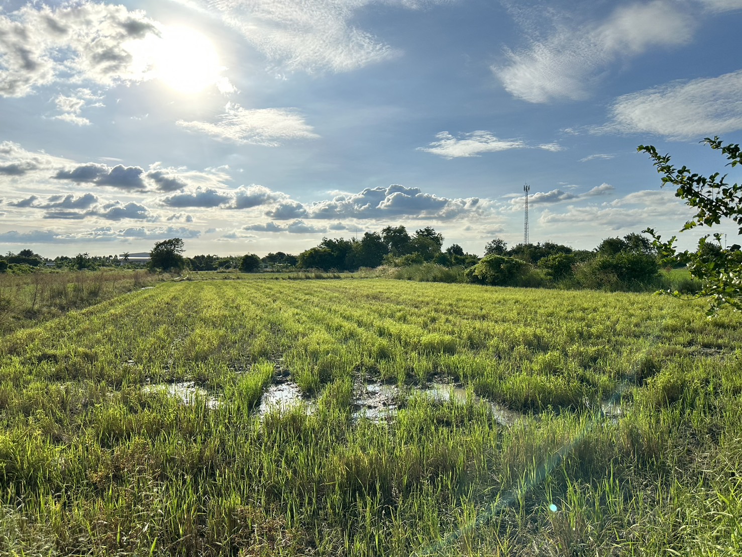 ขายที่ดินเปล่า ผังสีม่วงเข้ม พื้นที่อุตสาหกรรม อำเภอพนัสนิคม จังหวัดชลบุรี