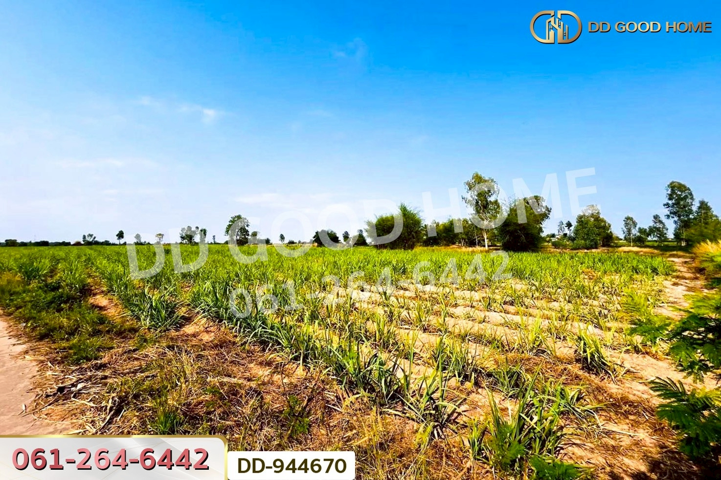 DD-944670 ที่ดินโคกกลาง 45 ไร่ 387 ตร.ว. โนนสะอาด อุดรธานี ใกล้สำนักงานสาธารณสุขอำเภอโนนสะอาด