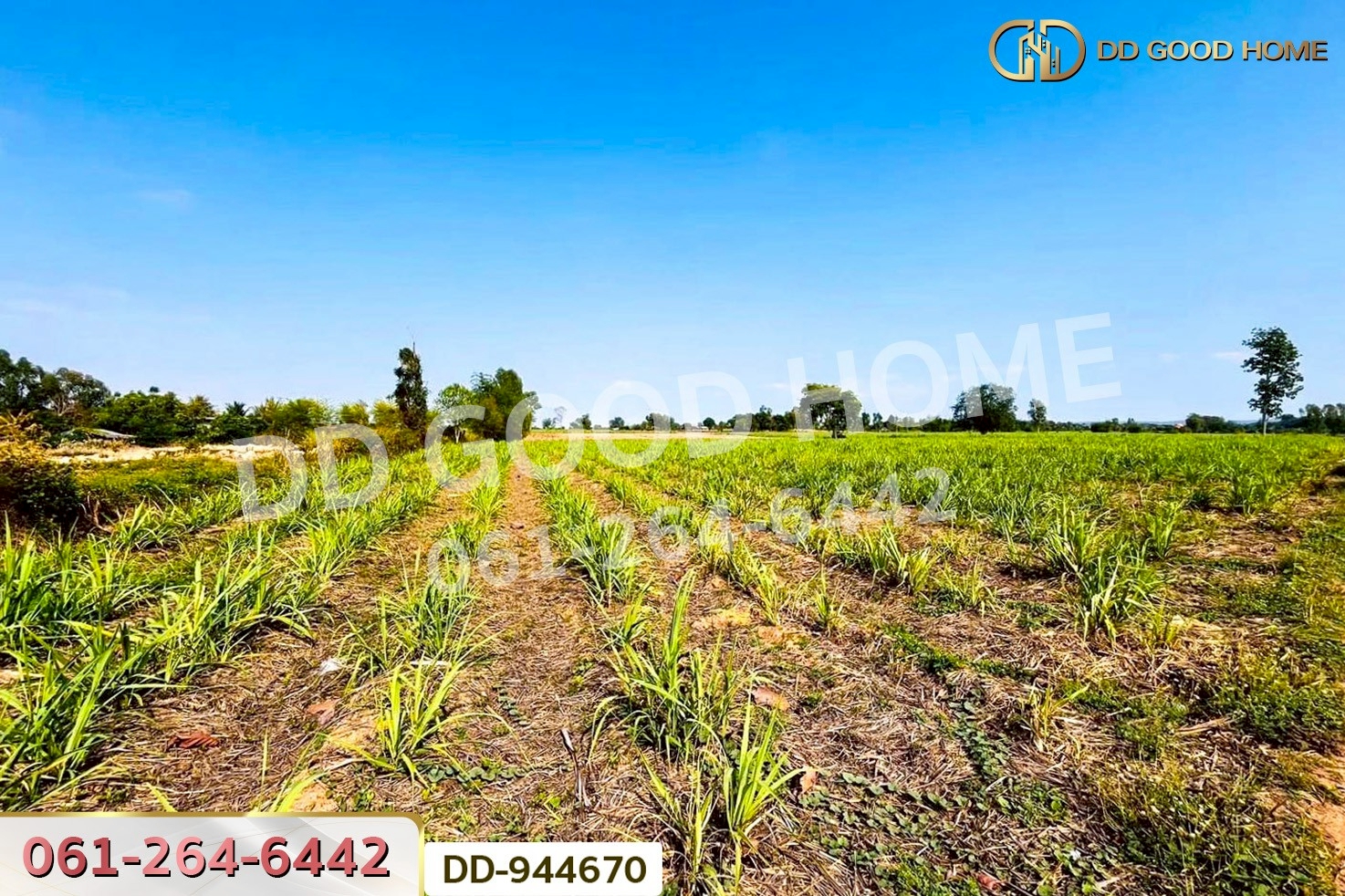 DD-944670 ที่ดินโคกกลาง 45 ไร่ 387 ตร.ว. โนนสะอาด อุดรธานี ใกล้สำนักงานสาธารณสุขอำเภอโนนสะอาด