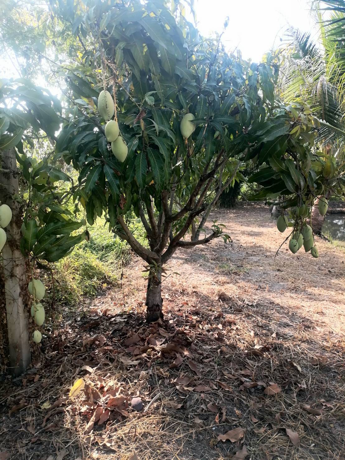 ขายที่ดินรูปสี่เหลี่ยมผืนผ้าสวย ใกล้คลอง 15 บึงน้ำรักษ์ จังหวัดฉะเชิงเทรา