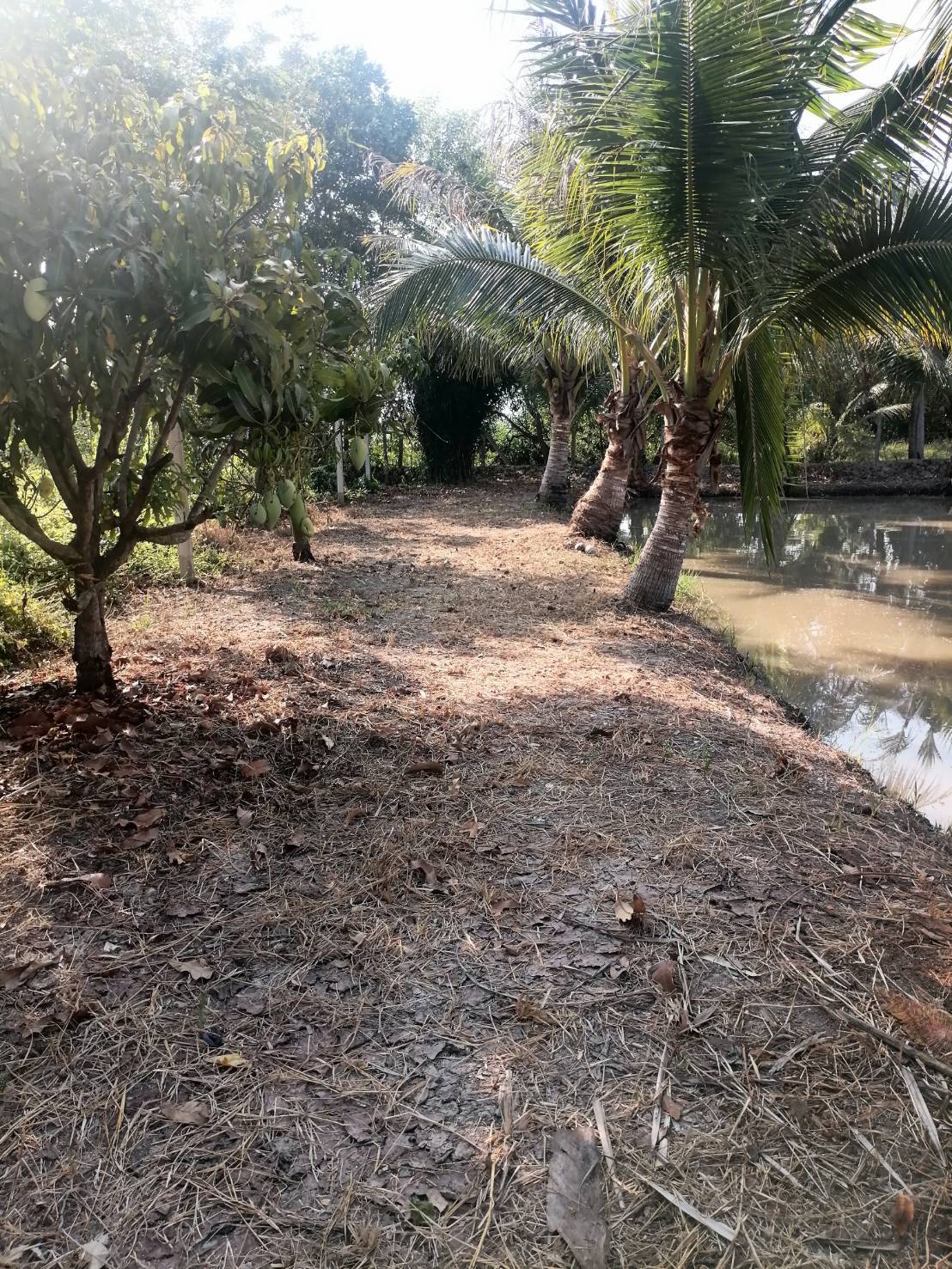 ขายที่ดินรูปสี่เหลี่ยมผืนผ้าสวย ใกล้คลอง 15 บึงน้ำรักษ์ จังหวัดฉะเชิงเทรา