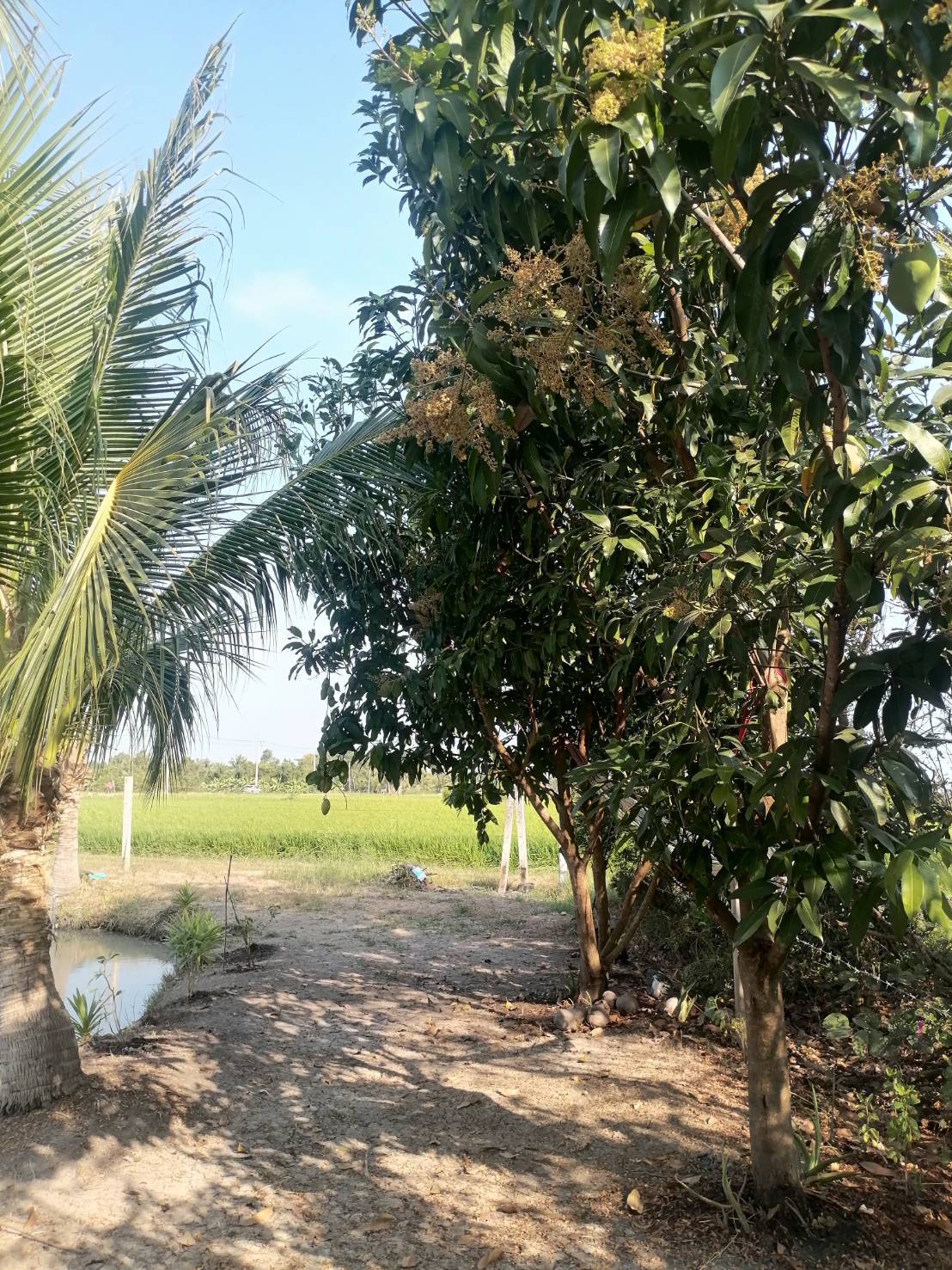 ขายที่ดินรูปสี่เหลี่ยมผืนผ้าสวย ใกล้คลอง 15 บึงน้ำรักษ์ จังหวัดฉะเชิงเทรา