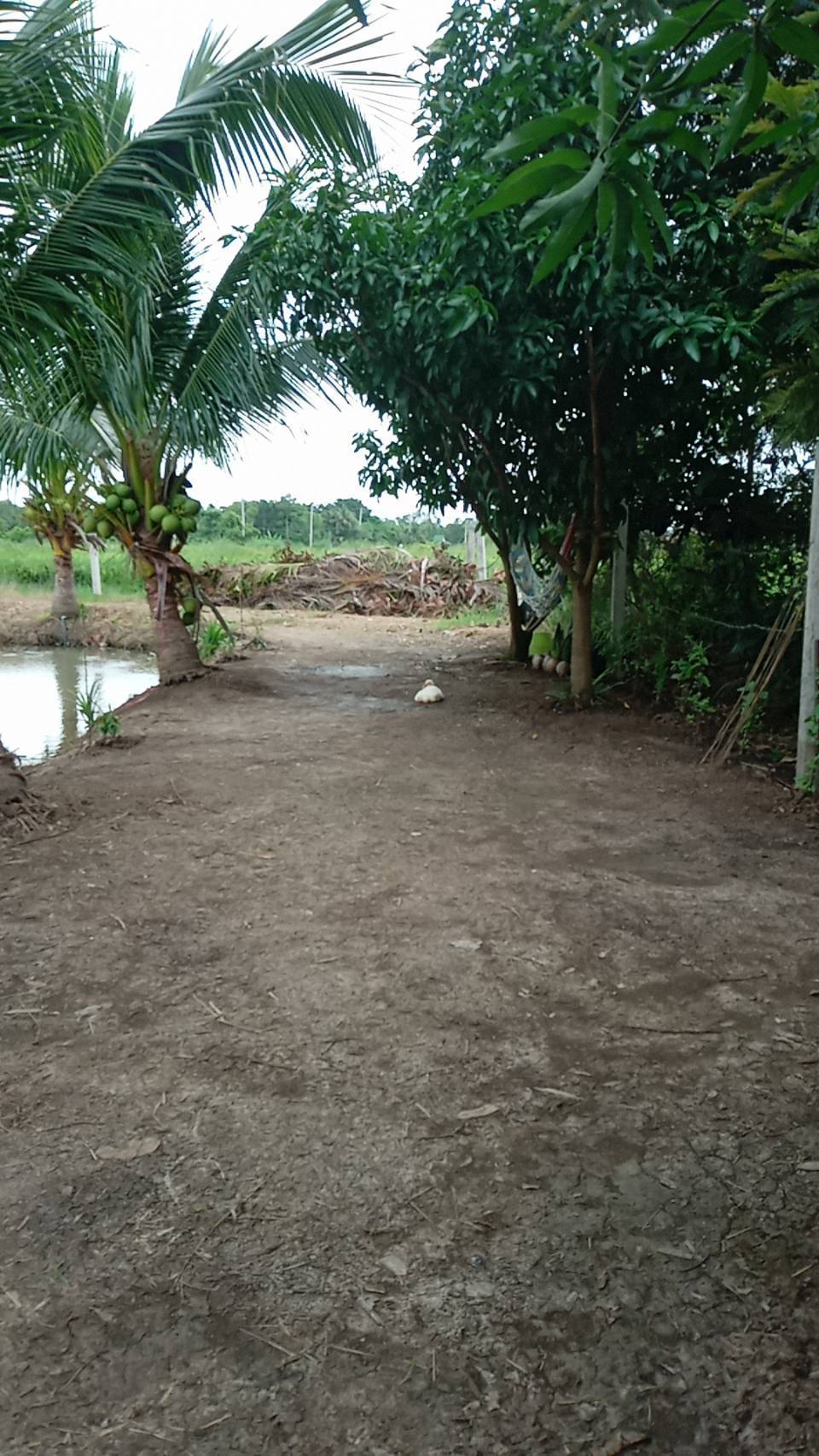 ขายที่ดินรูปสี่เหลี่ยมผืนผ้าสวย ใกล้คลอง 15 บึงน้ำรักษ์ จังหวัดฉะเชิงเทรา