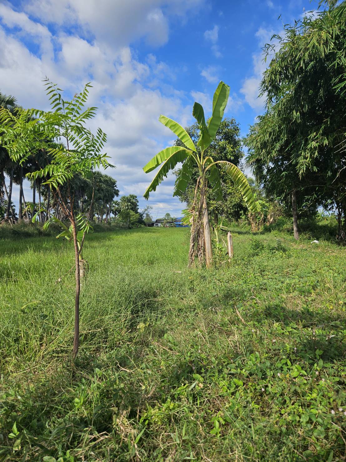 ให้เช่า /Rent/ ต่ำกว่าราคา ที่ดินพร้อมสิ่งปลูกสร้าง1หลัง จ.นครนายก