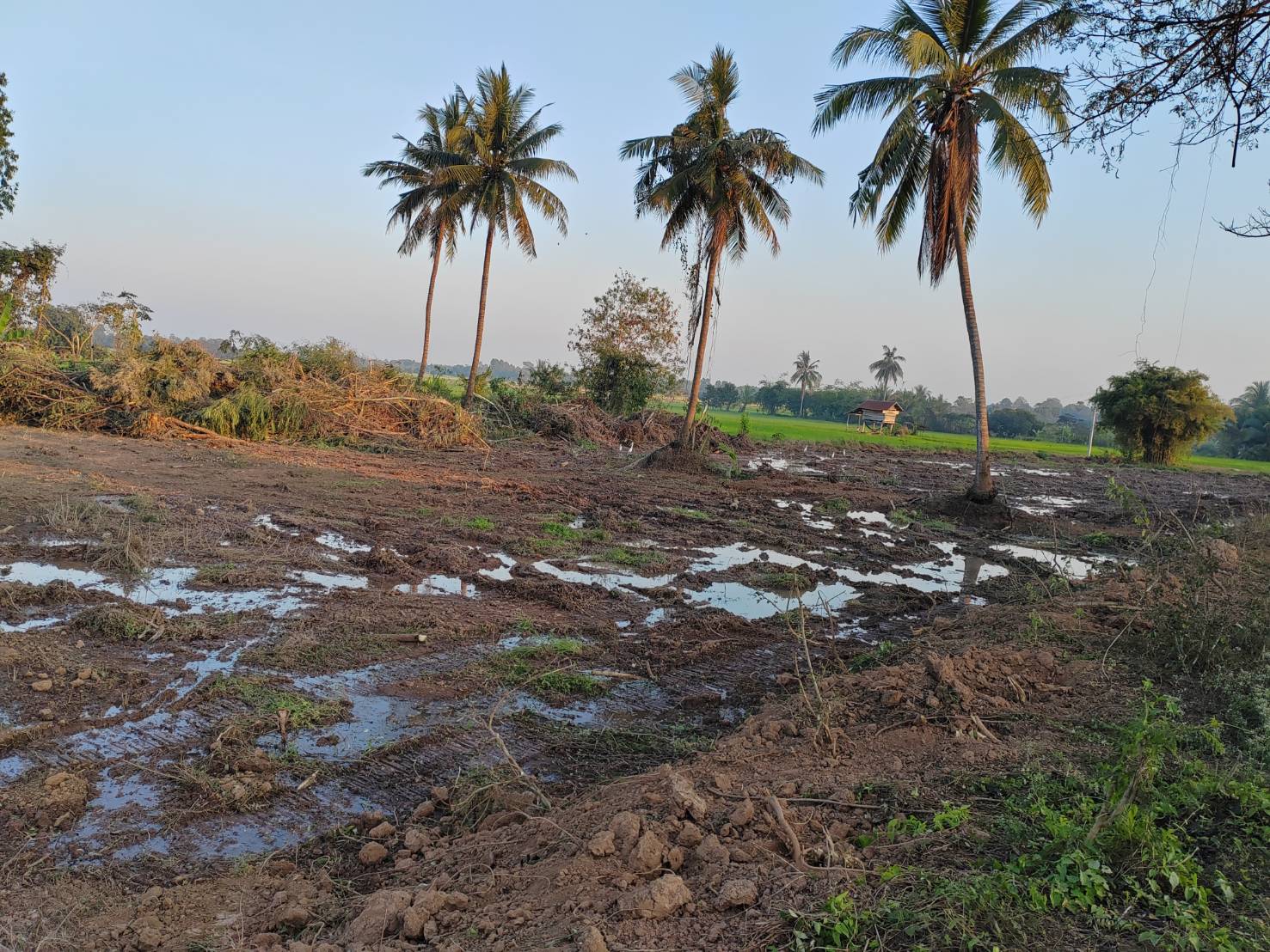 ขายที่ดินหน้ากว้าง รูปทรงชายธง ทำเลดีมาก – ต.ย่านยาว อ.เมือง จ.พิจิตร 