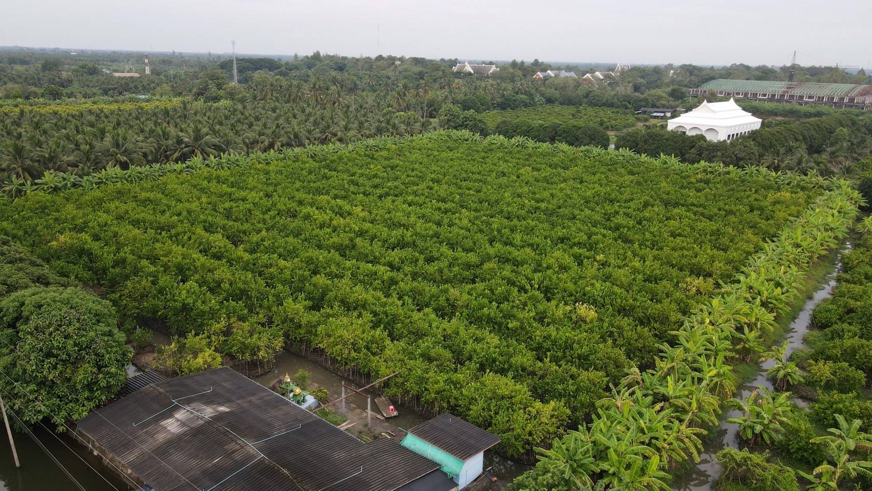 ขายที่ดินสวน ทำเลดีมาก ติดหลังวัดหลวงพ่อสด –ด้านหน้าติดถนนคลองชลประทาน อำเภอดำเนินสะดวก จังหวัดราชบุรี