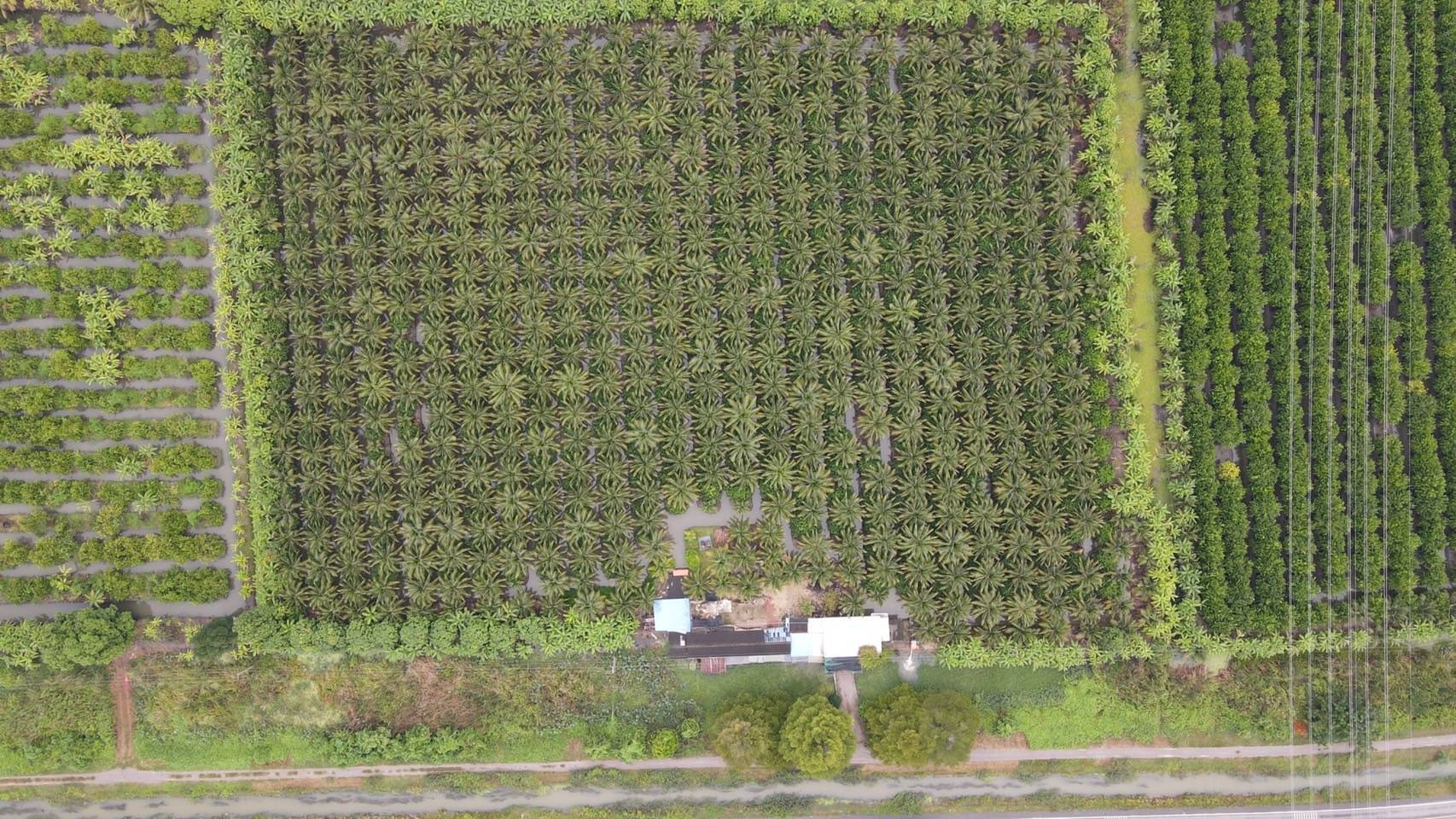 ขายที่ดินสวน ทำเลดีมาก ติดหลังวัดหลวงพ่อสด –ด้านหน้าติดถนนคลองชลประทาน อำเภอดำเนินสะดวก จังหวัดราชบุรี