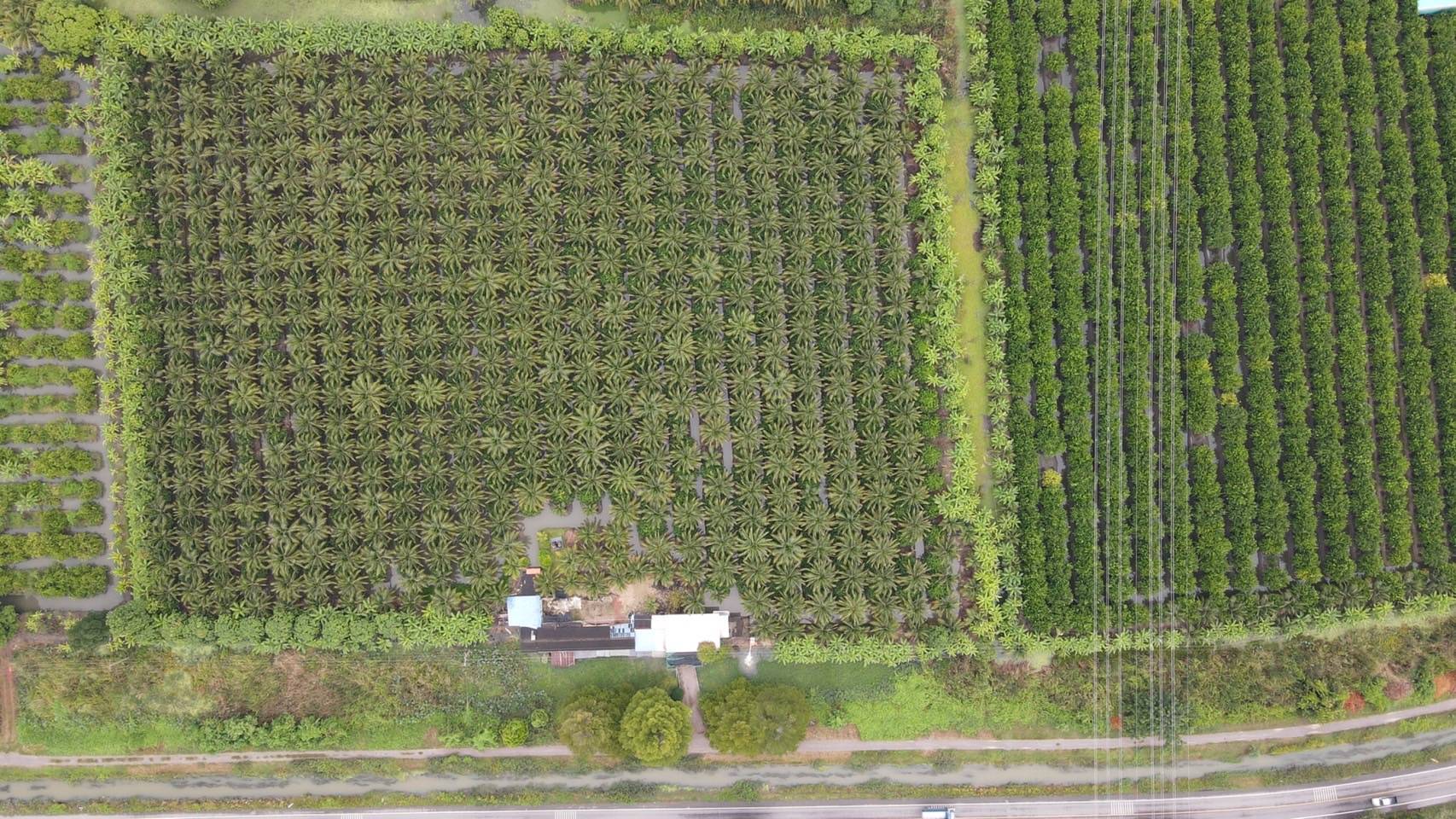 ขายที่ดินสวน ทำเลดีมาก ติดหลังวัดหลวงพ่อสด –ด้านหน้าติดถนนคลองชลประทาน อำเภอดำเนินสะดวก จังหวัดราชบุรี