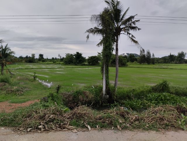 ขายที่ดิน ทำเลดี ติดถนน  ต.เกาะพลับพลา อ.เมือง  จ.ราชบุรี