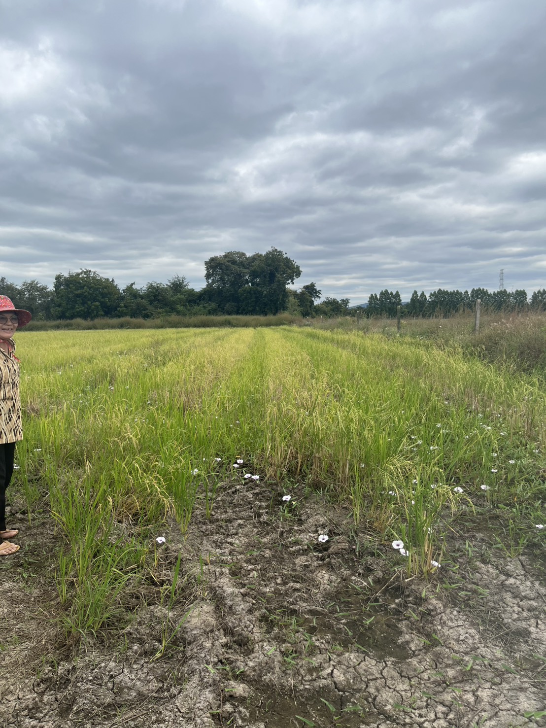 ขายที่ดิน 15 ไร่ ทำเลดี ติดกองบิน 4 ตาคลี เข้า ออกสะดวก น้ำไม่ท่วม