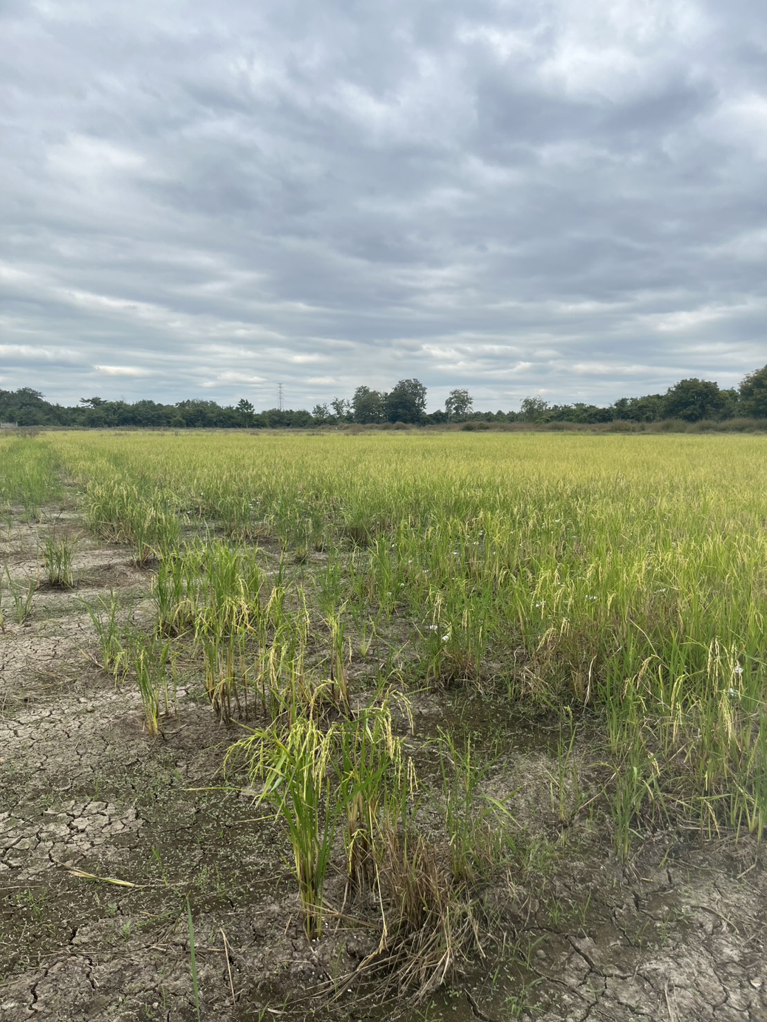 ขายที่ดิน 15 ไร่ ทำเลดี ติดกองบิน 4 ตาคลี เข้า ออกสะดวก น้ำไม่ท่วม