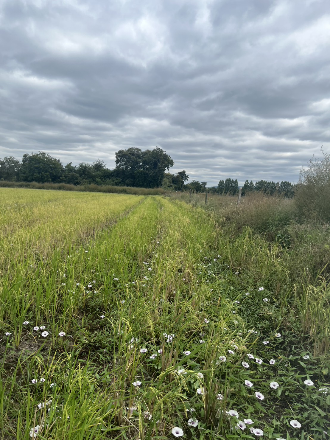 ขายที่ดิน 15 ไร่ ทำเลดี ติดกองบิน 4 ตาคลี เข้า ออกสะดวก น้ำไม่ท่วม