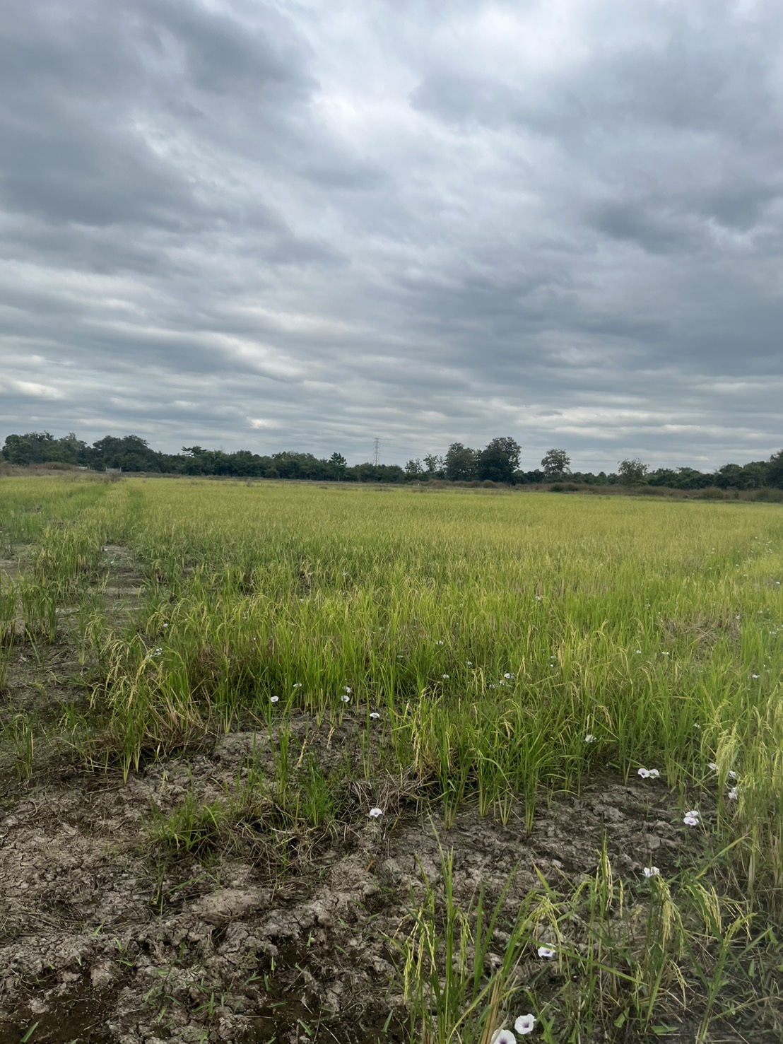 ขายที่ดิน 15 ไร่ ทำเลดี ติดกองบิน 4 ตาคลี เข้า ออกสะดวก น้ำไม่ท่วม