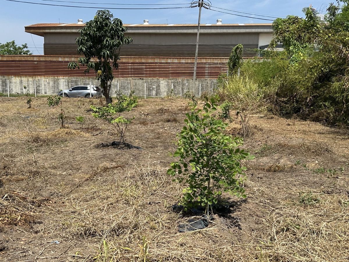 ขายที่ดิน 1 ไร่ 3 งาน ถมแล้ว ที่สวย บรรยากาศดี ร่มรื่น เงียบสงบ  ปลอดภัย ใกล้แหล่งท่องเที่ยว ใกล้ชุมชน OTOP 