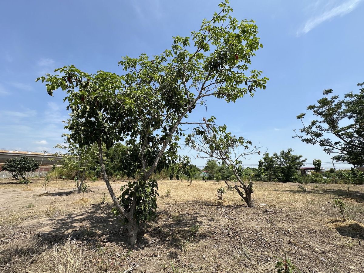 ขายที่ดิน 1 ไร่ 3 งาน ถมแล้ว ที่สวย บรรยากาศดี ร่มรื่น เงียบสงบ  ปลอดภัย ใกล้แหล่งท่องเที่ยว ใกล้ชุมชน OTOP 