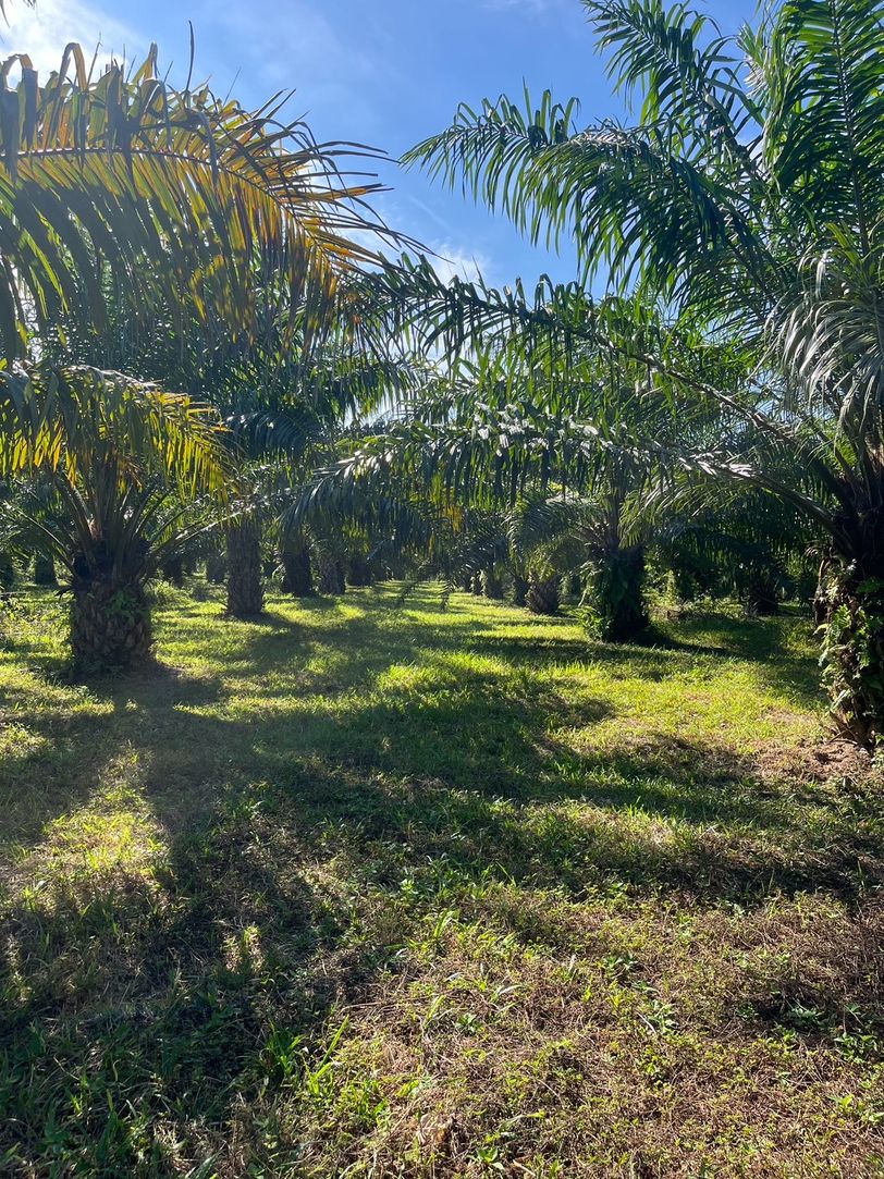 ขายที่ดิน สวนปาล์มน้ำมัน แปลงใหญ่เพื่อการลงทุน จังหวัดชุมพร – เจ้าของขายเอง