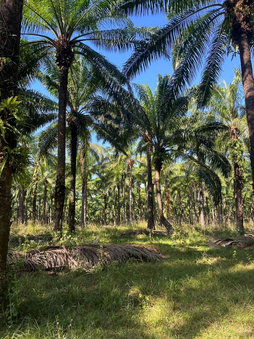 ขายที่ดิน สวนปาล์มน้ำมัน แปลงใหญ่เพื่อการลงทุน จังหวัดชุมพร – เจ้าของขายเอง