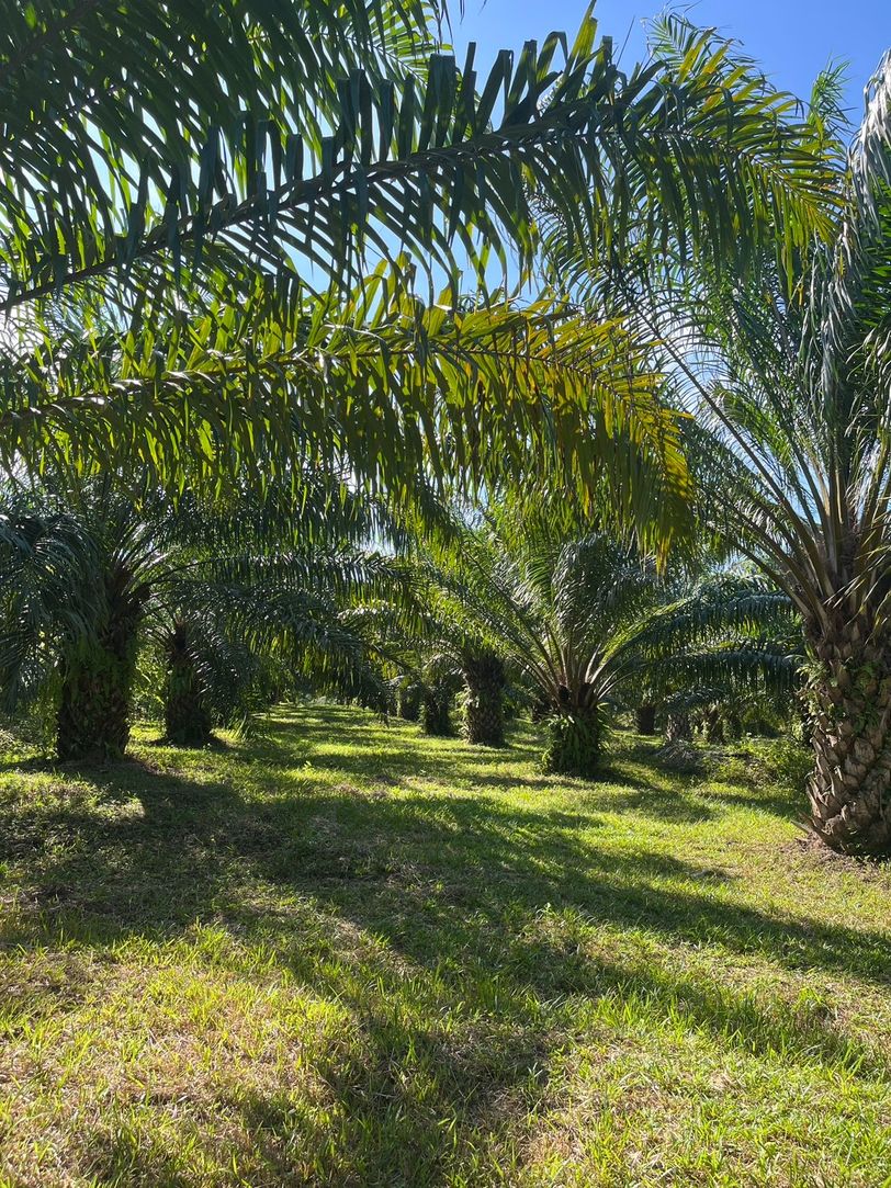ขายที่ดิน สวนปาล์มน้ำมัน แปลงใหญ่เพื่อการลงทุน จังหวัดชุมพร – เจ้าของขายเอง