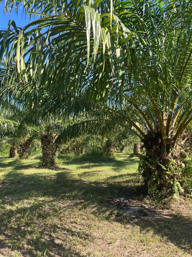 ขายที่ดิน สวนปาล์มน้ำมัน แปลงใหญ่เพื่อการลงทุน จังหวัดชุมพร – เจ้าของขายเอง