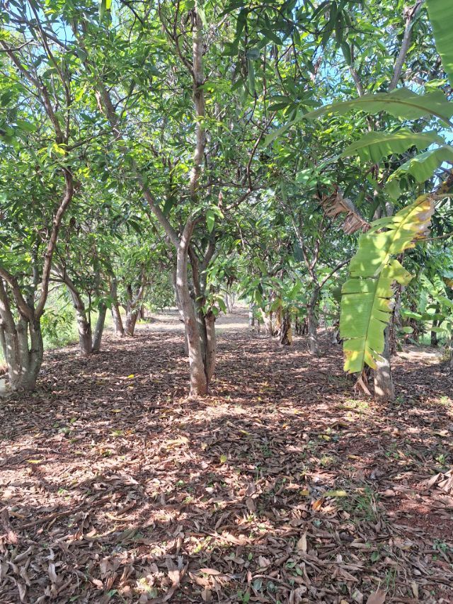 ขายที่ดินพร้อมบ้าน บรรยากาศธรรมชาติ สงบ เป็นส่วนตัว จังหวัดชัยภูมิ