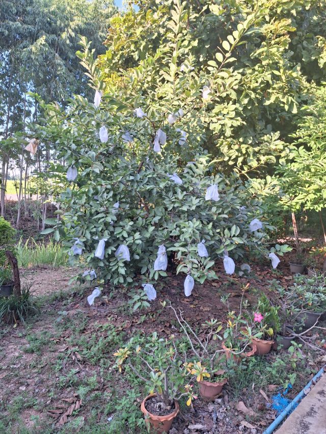 ขายที่ดินพร้อมบ้าน บรรยากาศธรรมชาติ สงบ เป็นส่วนตัว จังหวัดชัยภูมิ