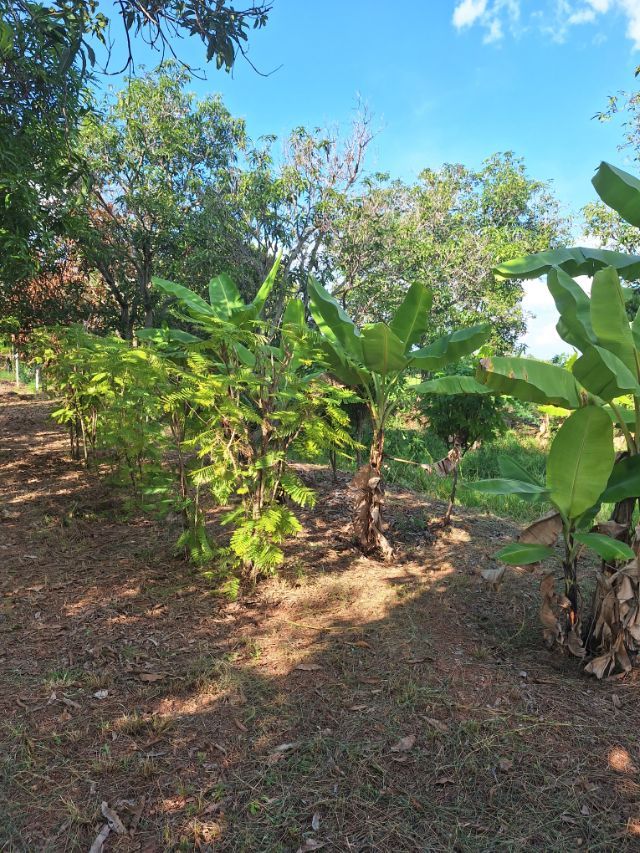 ขายที่ดินพร้อมบ้าน บรรยากาศธรรมชาติ สงบ เป็นส่วนตัว จังหวัดชัยภูมิ