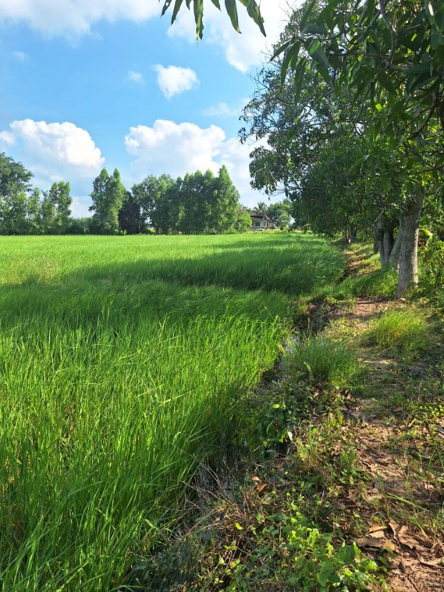 ขายที่ดินพร้อมบ้าน บรรยากาศธรรมชาติ สงบ เป็นส่วนตัว จังหวัดชัยภูมิ