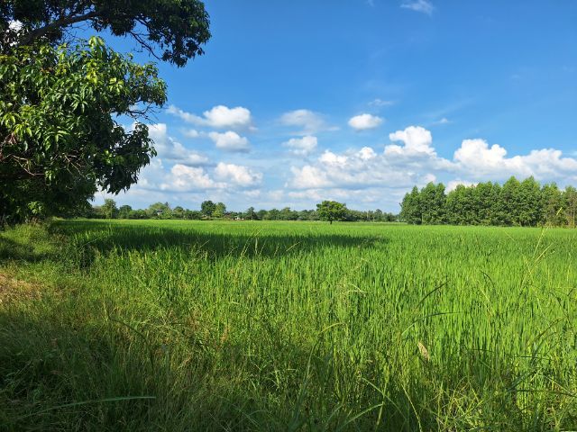 ขายที่ดินพร้อมบ้าน บรรยากาศธรรมชาติ สงบ เป็นส่วนตัว จังหวัดชัยภูมิ