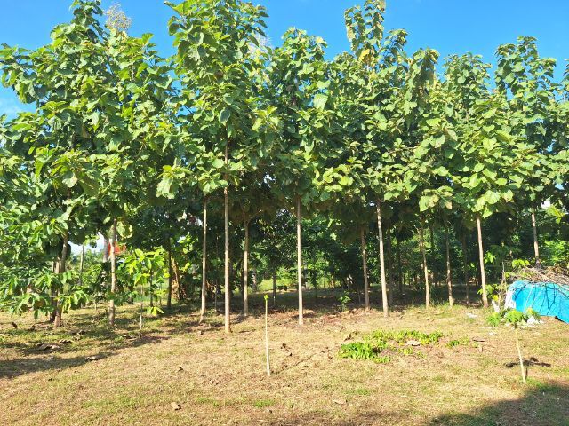 ขายที่ดินพร้อมบ้าน บรรยากาศธรรมชาติ สงบ เป็นส่วนตัว จังหวัดชัยภูมิ