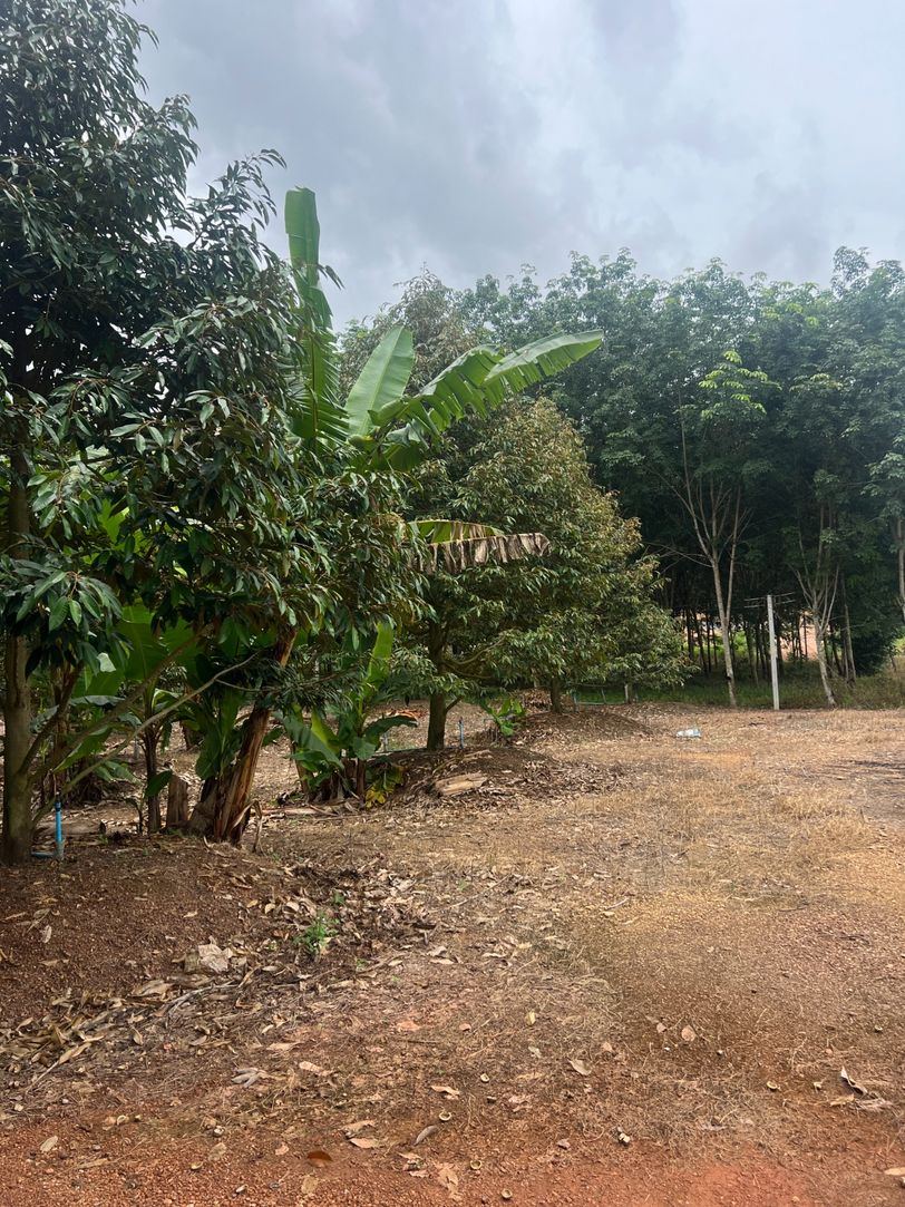 ขายสวนทุเรียน ทำเลทอง ติดถนน อำเภอวังจันทร์ จังหวัดระยอง