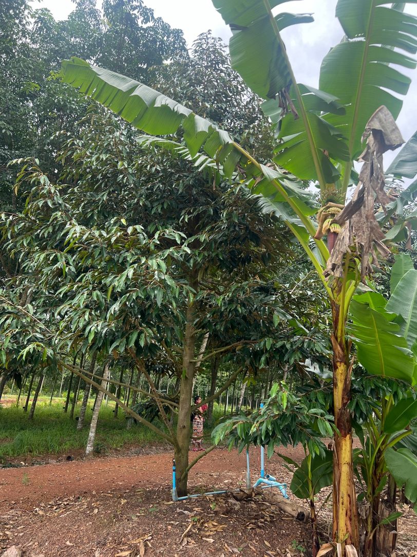 ขายสวนทุเรียน ทำเลทอง ติดถนน อำเภอวังจันทร์ จังหวัดระยอง