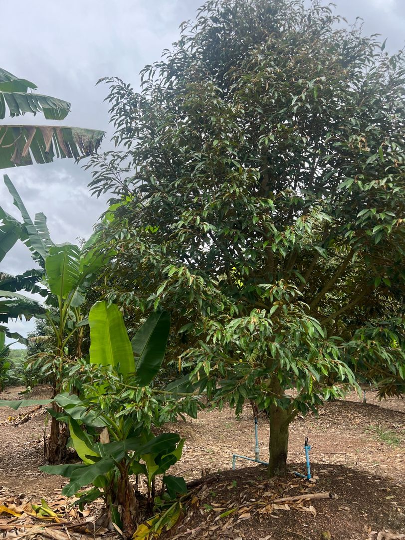 ขายสวนทุเรียน ทำเลทอง ติดถนน อำเภอวังจันทร์ จังหวัดระยอง