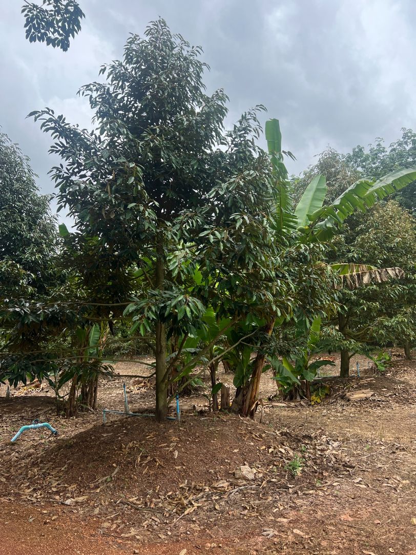 ขายสวนทุเรียน ทำเลทอง ติดถนน อำเภอวังจันทร์ จังหวัดระยอง