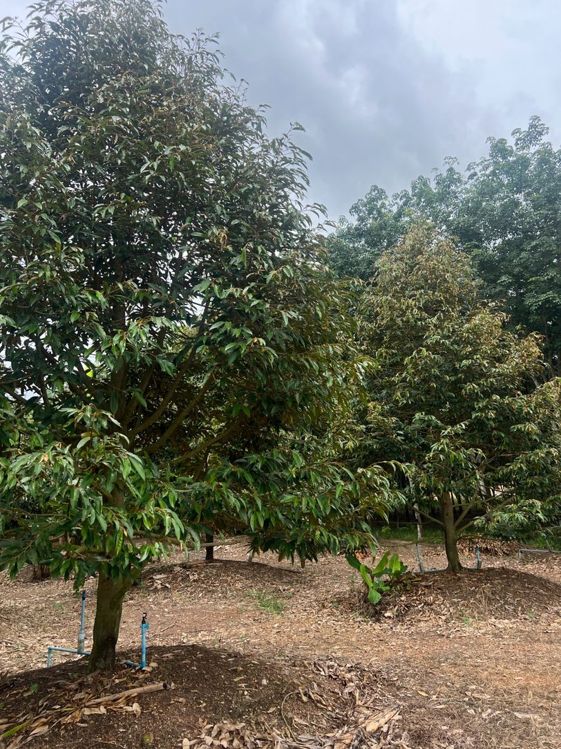 ขายสวนทุเรียน ทำเลทอง ติดถนน อำเภอวังจันทร์ จังหวัดระยอง