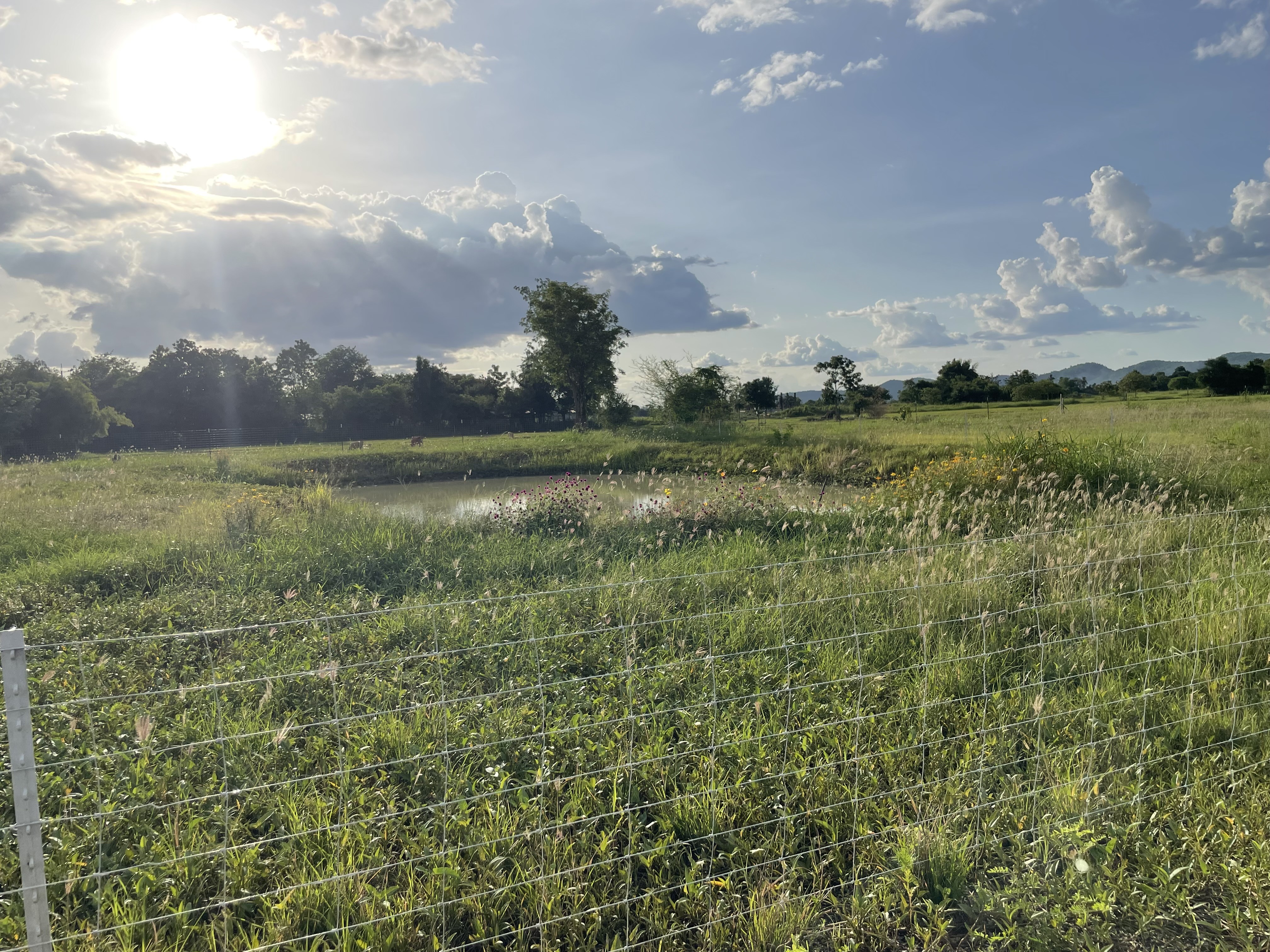 ขายที่ดินเปล่า ติดถนนใหญ่ ทำเลดี พร้อมสระเก็บน้ำส่วนตัว อ.บ้านโป่ง จ.ราชบุรี