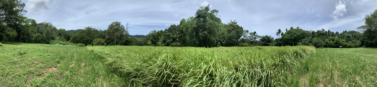 ขายที่ดินเปล่า ทำเลดี  อำเภอถลาง จังหวัดภูเก็ต