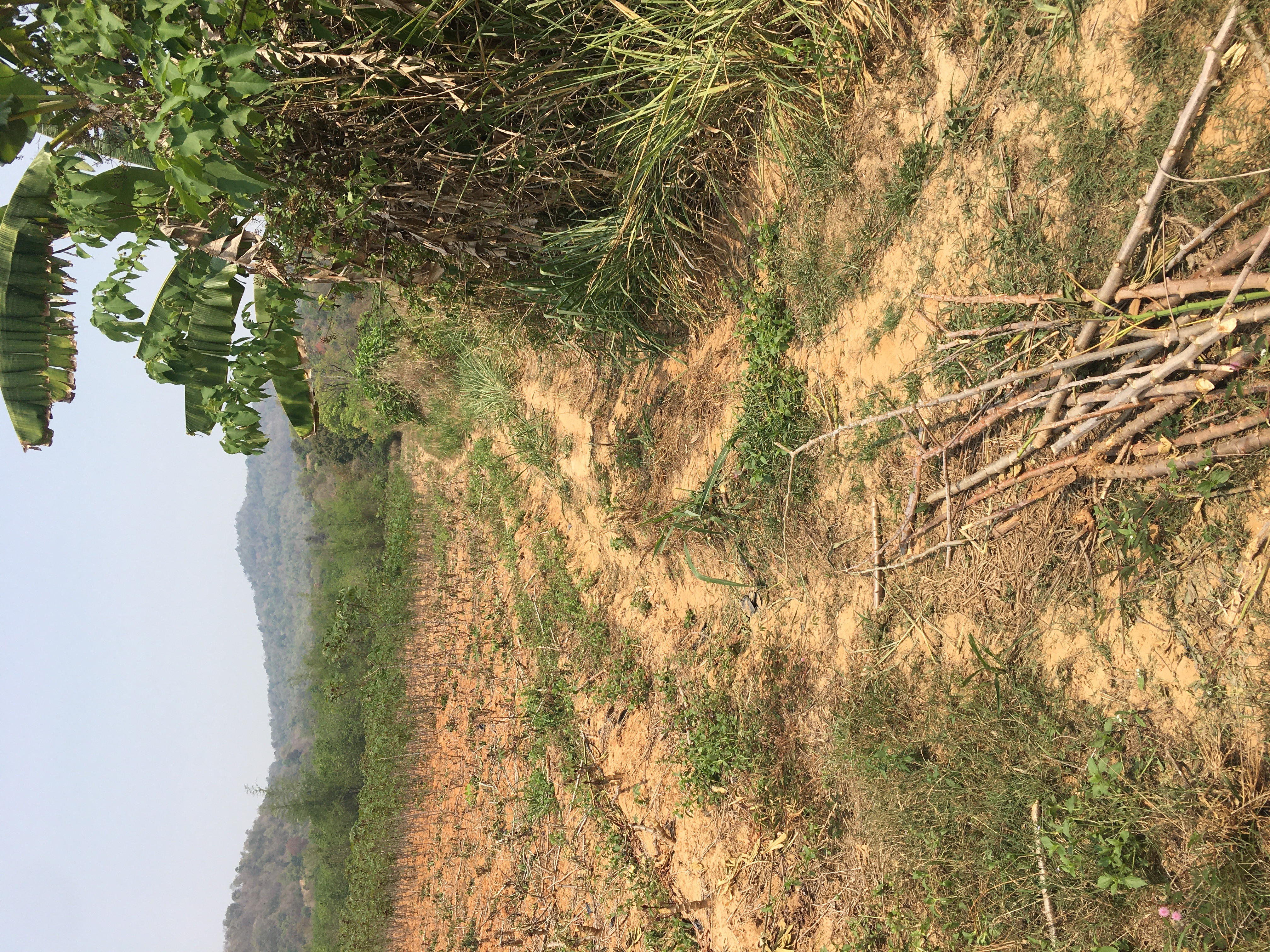 ขายที่ดินเปล่า12 ไร่ ทำเลสวย อากาศดี อำเภอภูเรือ จังหวัดเลย