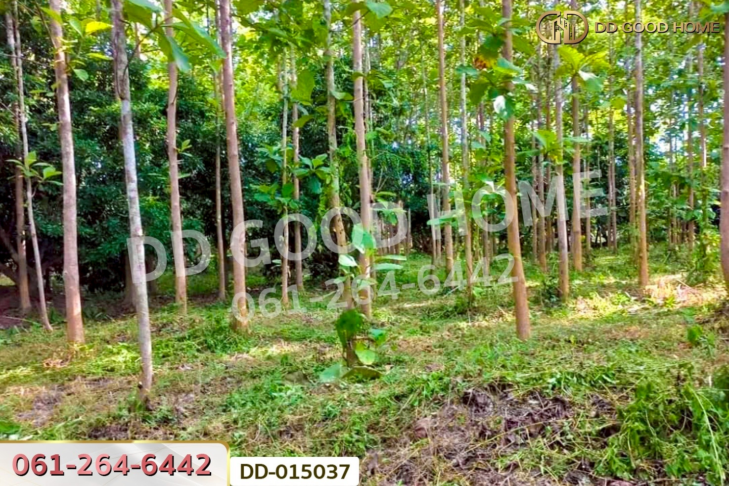 DD-015037 ที่ดินพาน 9 ไร่ 54 ตร.ว. เชียงราย ใกล้ที่ทำการองค์การบริหารส่วนตำบลเจริญเมือง
