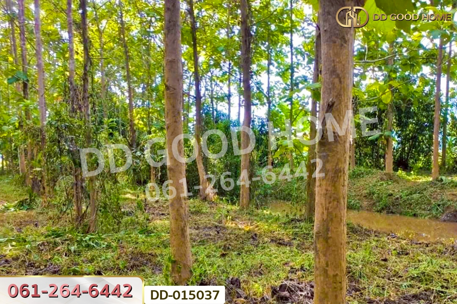DD-015037 ที่ดินพาน 9 ไร่ 54 ตร.ว. เชียงราย ใกล้ที่ทำการองค์การบริหารส่วนตำบลเจริญเมือง