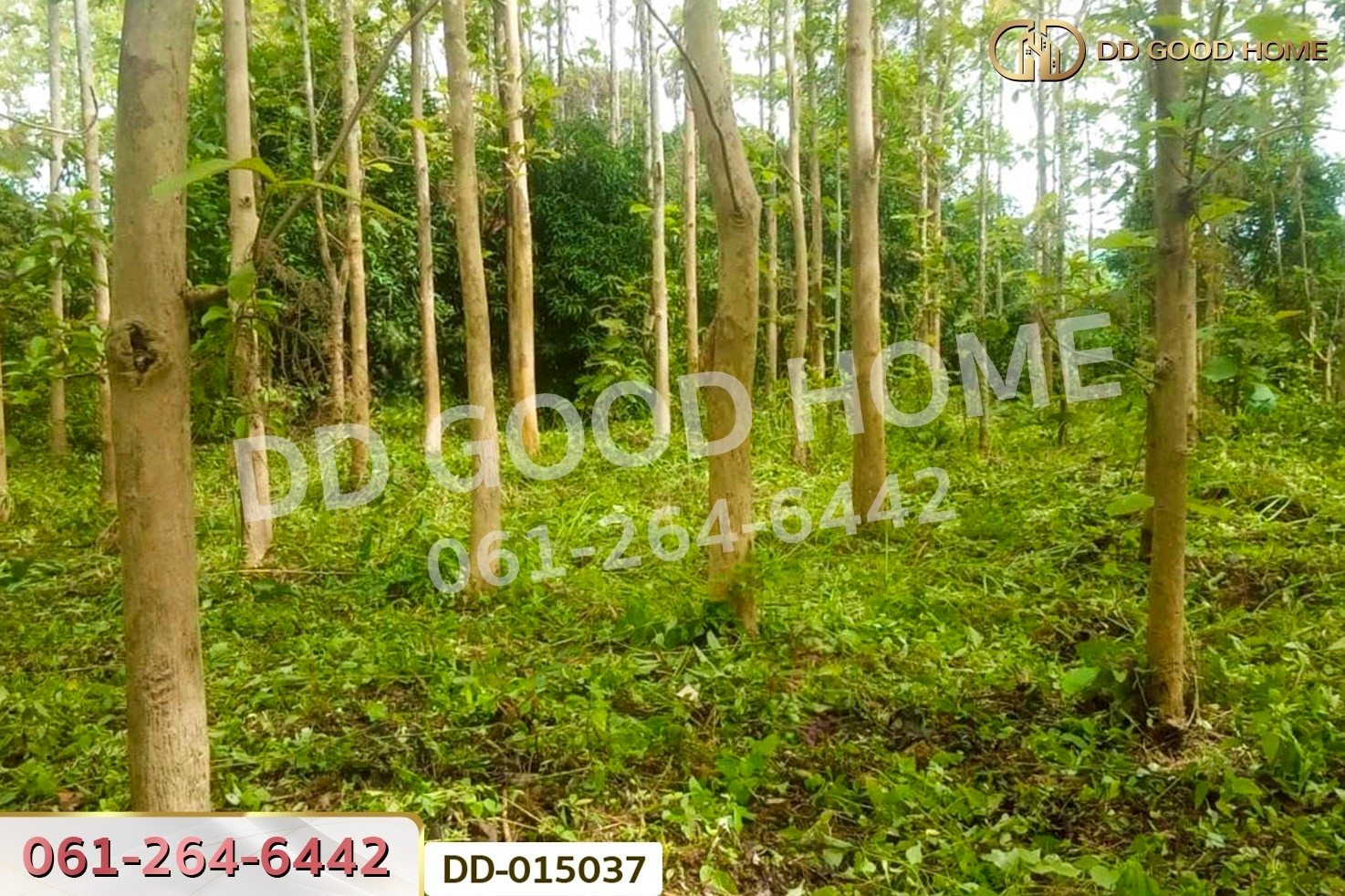 DD-015037 ที่ดินพาน 9 ไร่ 54 ตร.ว. เชียงราย ใกล้ที่ทำการองค์การบริหารส่วนตำบลเจริญเมือง