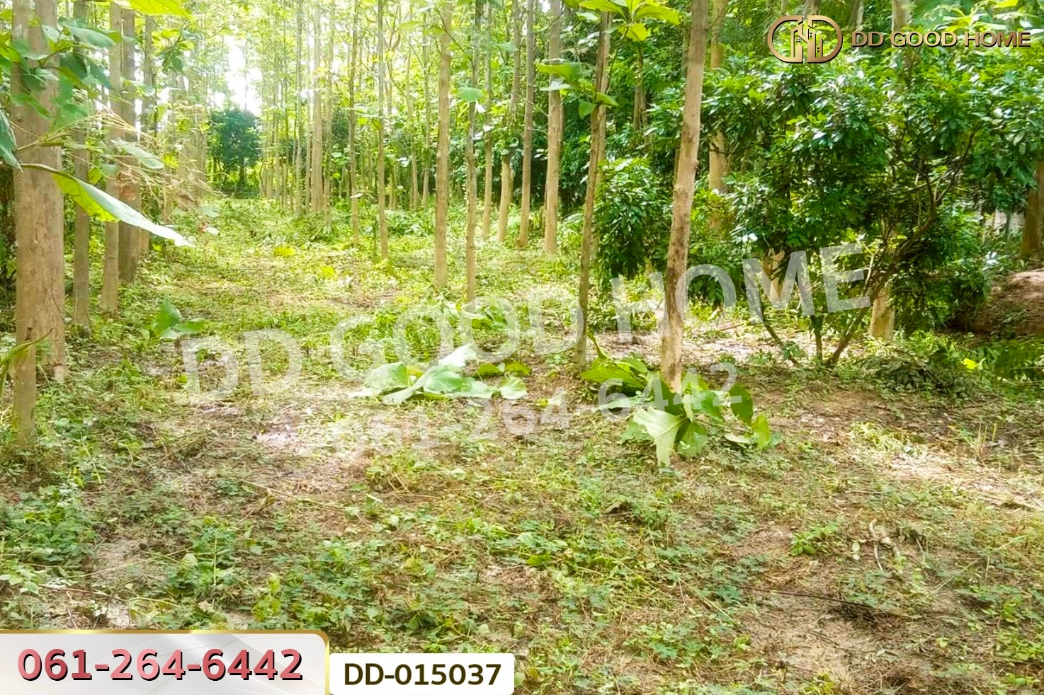 DD-015037 ที่ดินพาน 9 ไร่ 54 ตร.ว. เชียงราย ใกล้ที่ทำการองค์การบริหารส่วนตำบลเจริญเมือง